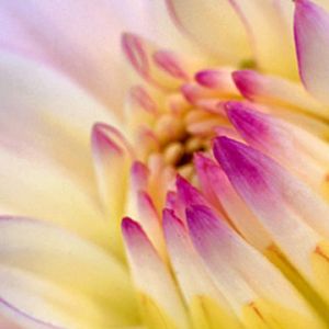 Schöne Blume Nahaufnahme