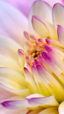 Schöne Blume Nahaufnahme