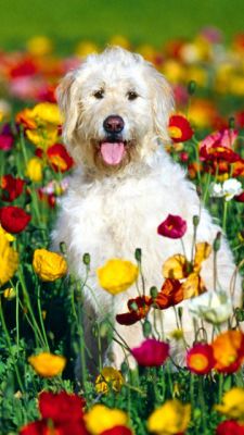 Glücklicher Hund im Blumenfeld