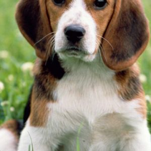 Niedlicher Beagle Welpe