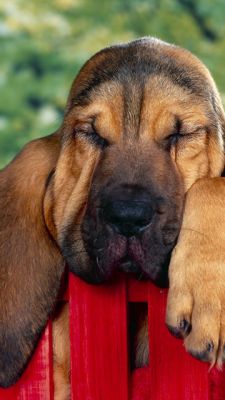 Süßer Schlafender Hund