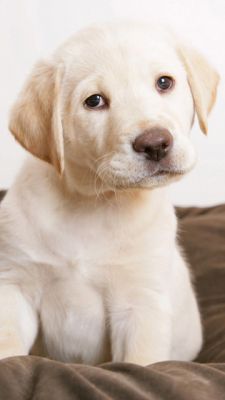Niedlicher Labrador Welpe