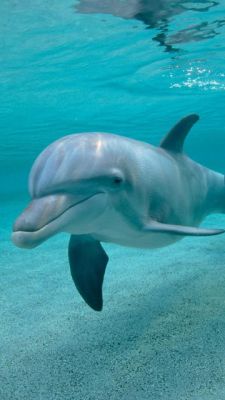 Verspielter Delfin Unter Wasser