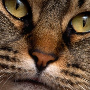 Nahaufnahme eines Katzenporträts