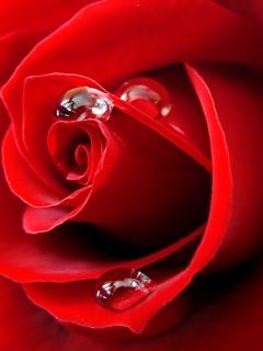 Schöne Rote Rose mit Wassertropfen