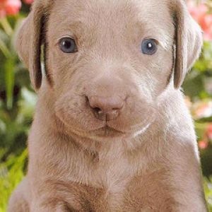 Süßes Welpen mit Blauen Augen