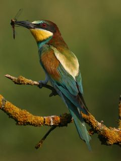 Bunter Vogel auf einem Ast