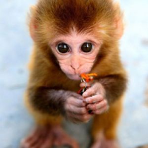 Niedlicher Baby-Affe