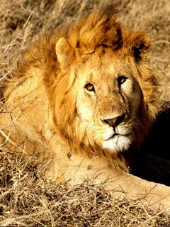 Majestätischer Löwe in der Natur