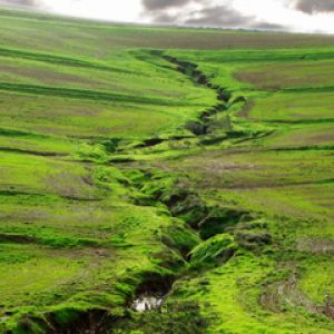 Grüne Landschaft