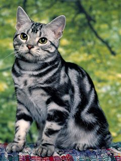 Niedliche Silberne Getigerte Katze