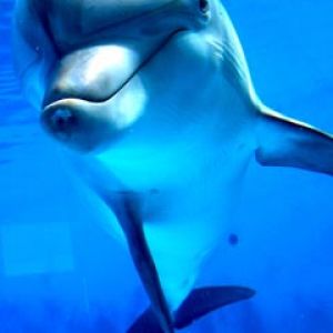 Lächelnder Delfin unter Wasser