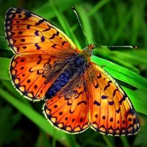 Lebendiger Oranger Schmetterling