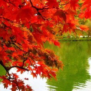 Lebendige Herbstblätter