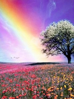 Bunte Regenbogen über Blumenfeld