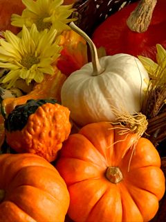 Bunte Herbstkürbisse