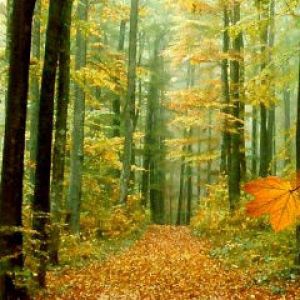 Herbstlicher Waldweg