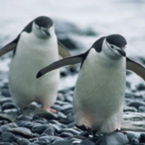 Charmante Pinguine beim Gehen