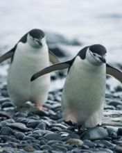 Charmante Pinguine beim Gehen