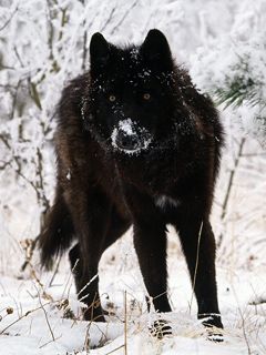 Majestätischer Schwarzer Wolf im Schnee