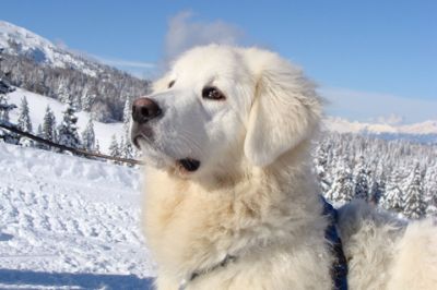 Majestätischer Weißer Hund im Schnee