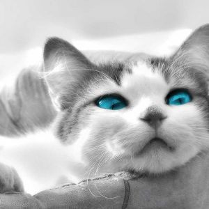 Niedliche Katze mit Blauen Augen