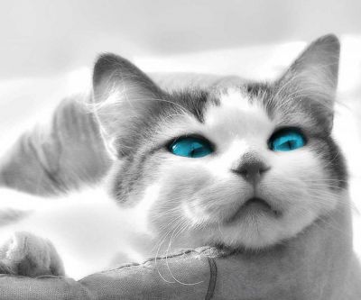 Niedliche Katze mit Blauen Augen