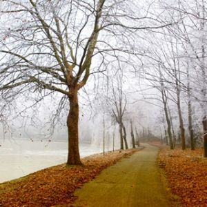 Nebeliger Winterweg