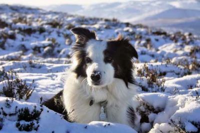 Border Collie im Schnee