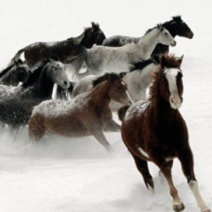 Rennende Pferde im Schnee