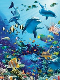 Unterwasser-Delfin-Abenteuer