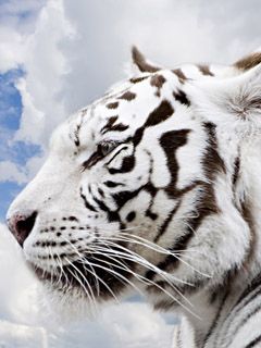 Profil des Weißen Tigers