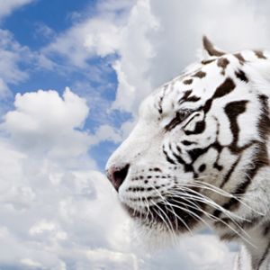 Profil eines Weißen Tigers