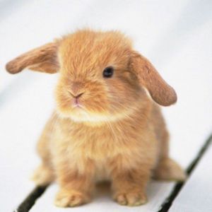 Niedlicher Hase