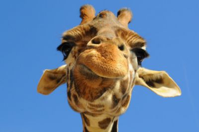 Nahaufnahme von Giraffe