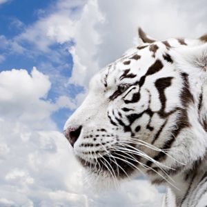 Majestätischer Weißer Tiger
