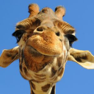Nahaufnahme einer Giraffe
