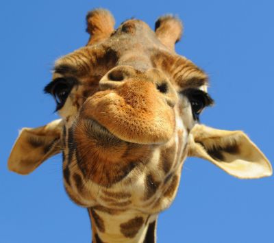 Nahaufnahme einer Giraffe