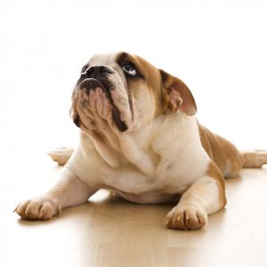 Süßer Bulldog liegt