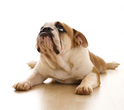 Süßer Bulldog liegt