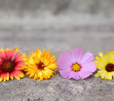 Bunte Blumenanordnung