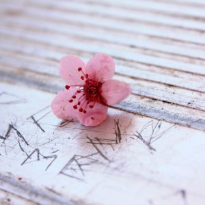 Zarte Rosa Blume
