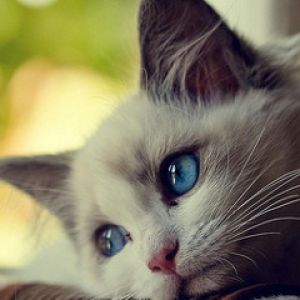Niedliche Katze mit Blauen Augen