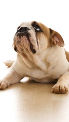 Niedlicher Bulldog Entspannt