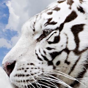 Profil des Weißen Tigers