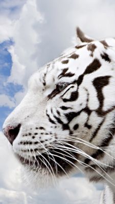Profil des Weißen Tigers