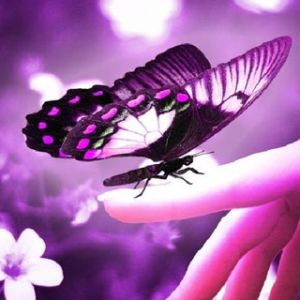 Schmetterling auf der Hand