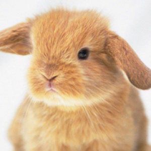 Niedlicher Hase