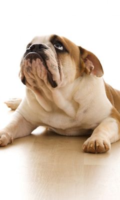 Niedlicher Bulldog Entspannt