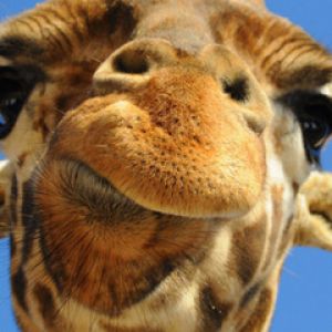 Nahaufnahme eines Giraffenporträts